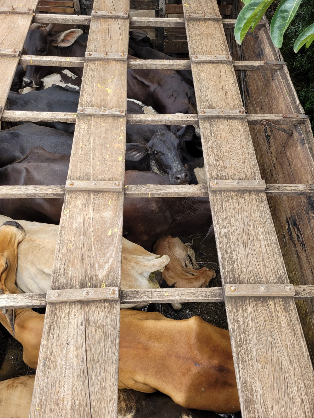 Fiscaliza O Constata Transporte Irregular De Gado O Di Rio