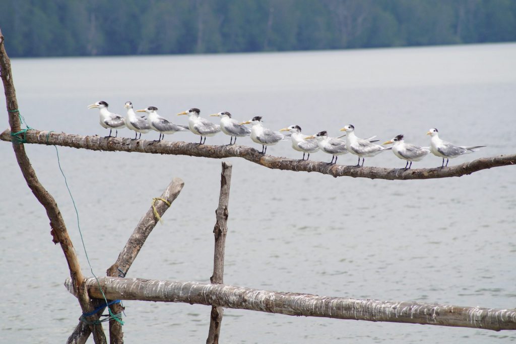 Taman Nasional Sembilang, 1 Singgah Burung