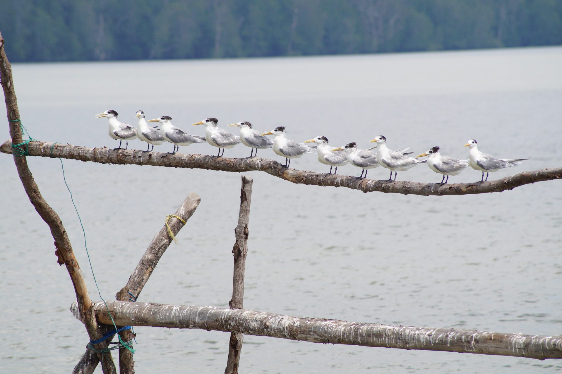 Burung Migrasi di Taman Nasional Sembilang
