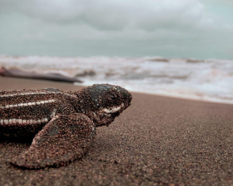 Penyu Belimbing, 2 Pantai Favorit Bertelur