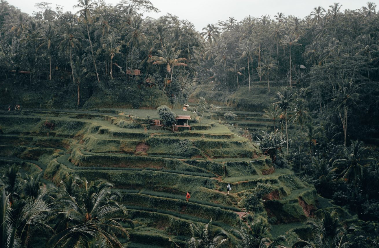 Desa Tegallalang Bali radoslav bali unsplash