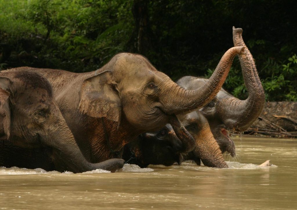 Petualangan Di Tangkahan Dengan Fauna Seberat 2700 Kilo 2 petualangan di Tangkahan dengan Gajah gajah