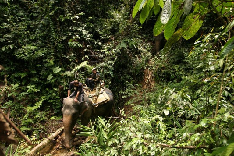 Petualangan Di Tangkahan Dengan Fauna Seberat 2700 Kilo