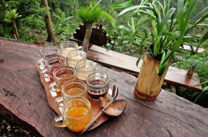 Ngopi luwak di Tegallalang Bali