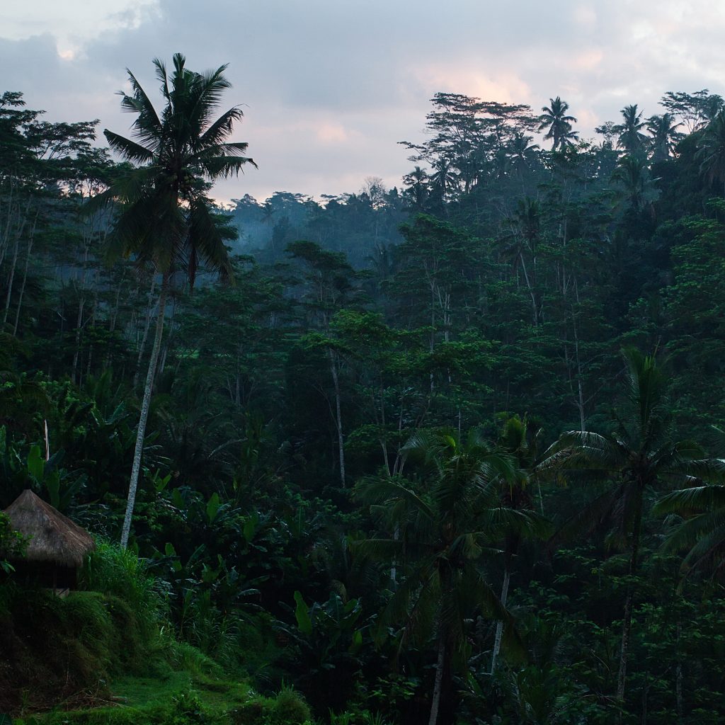 Keheningan Bali langsung memancar dari deretan sawah-sawah terasering.