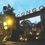 Congo Dago Prima M.