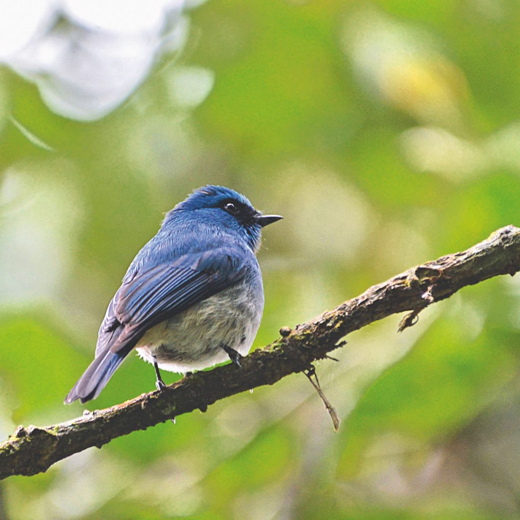 asyiknya mengintip burung bukan saja melihat keindahan karya sang pencipta, tapi juga sarana melestarikannya.