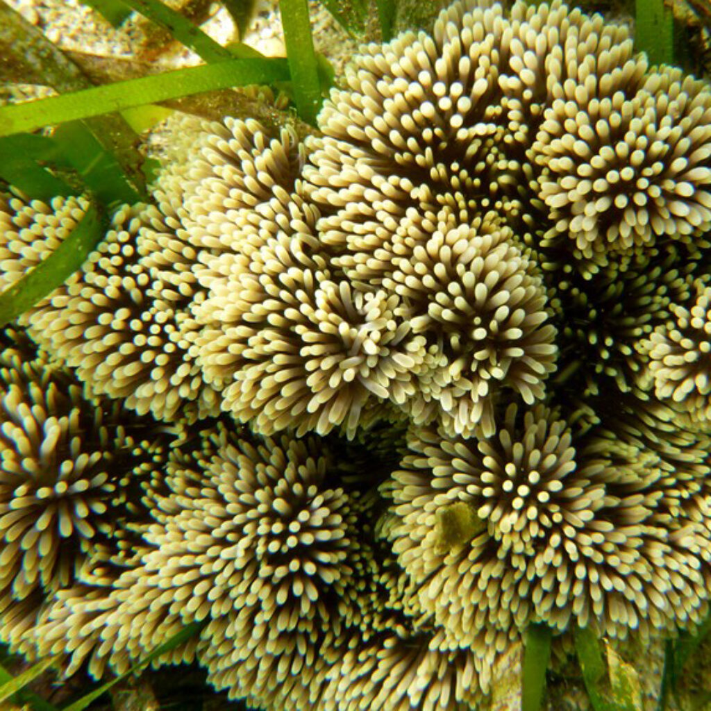 Ombak 5 meter bukan satu-satunya atraksi, ada pertunjukan laut lain seperti anemon dan lainnya.