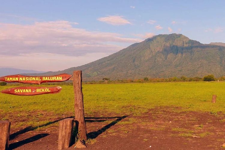 Taman Nasional Baluran menjadi tempat untuk mempelajari ratusan flora dan fauna yang khas pulau Jawa.