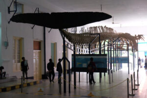 Museum Zoologi Bogor adalah salah satu rujukan tentang hewan yang ada di Nusantara.