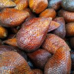 Salak pondoh Sleman menjadi komoditas dan sekaligus tempat wisata. Foto: shutterstock