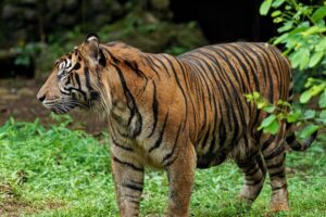 Taman Margasatwa Ragunan menjadi jejak peninggalan Kolonial Hindia Belanda.