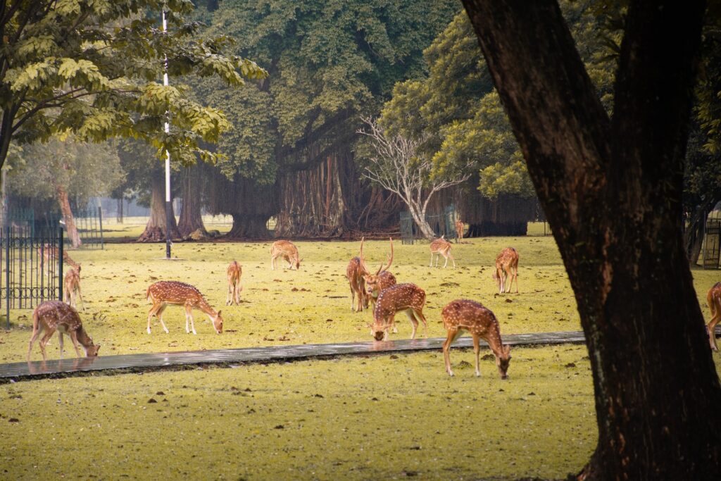 Lapis Bogor Sangkuriang melengkapi khasanah pariwisata Bogor, seperti Istana Bogor dan Kebun Raya Bogor