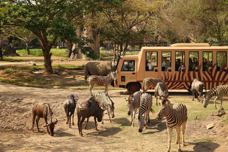 Taman Safari Bali wahana wisata dan edukasi di Bali.