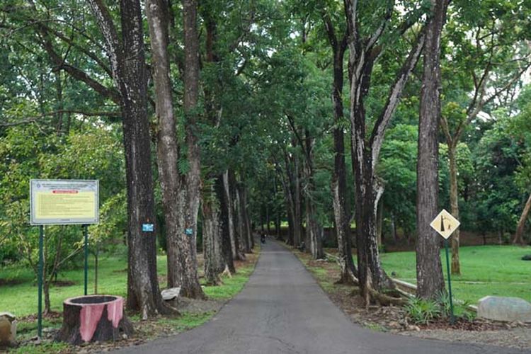 Kebun Raya Purwodadi dengan koleksi tanaman palemnya.