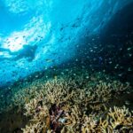 Taman Nasional Bunaken adalah sorga bawah laut di Sulwesi Utara.