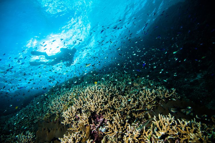 Taman Nasional Bunaken adalah sorga bawah laut di Sulwesi Utara.