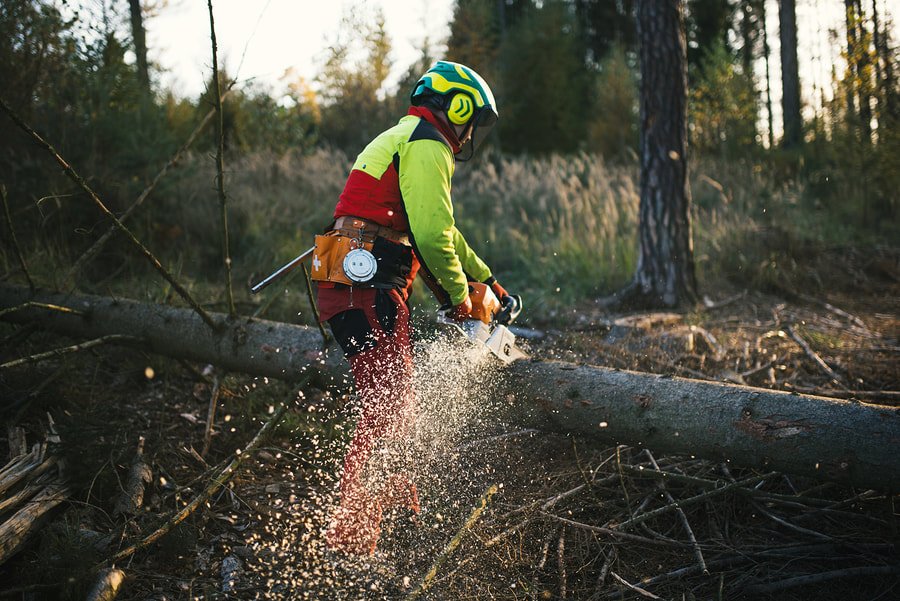 protected trees in south carolina