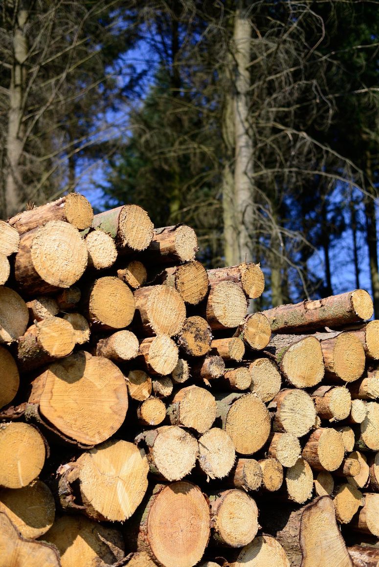 trimming maple trees