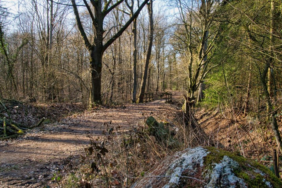 trimming a dogwood tree