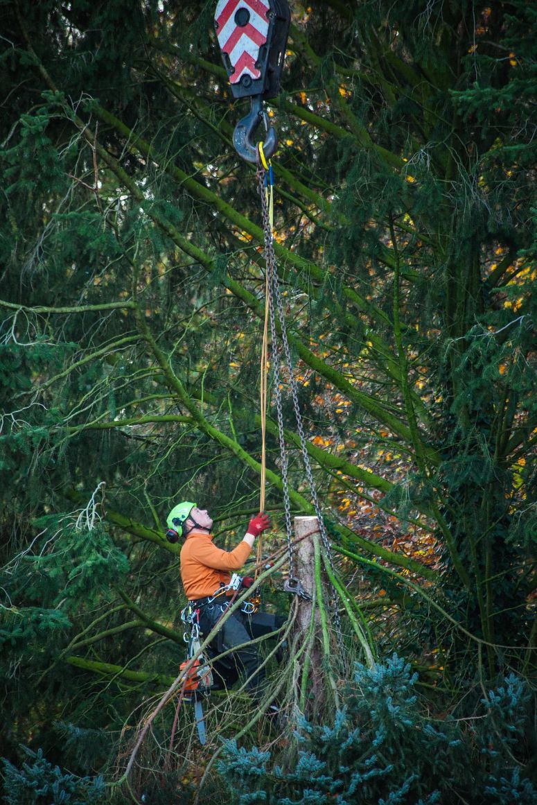 trimming maple trees
