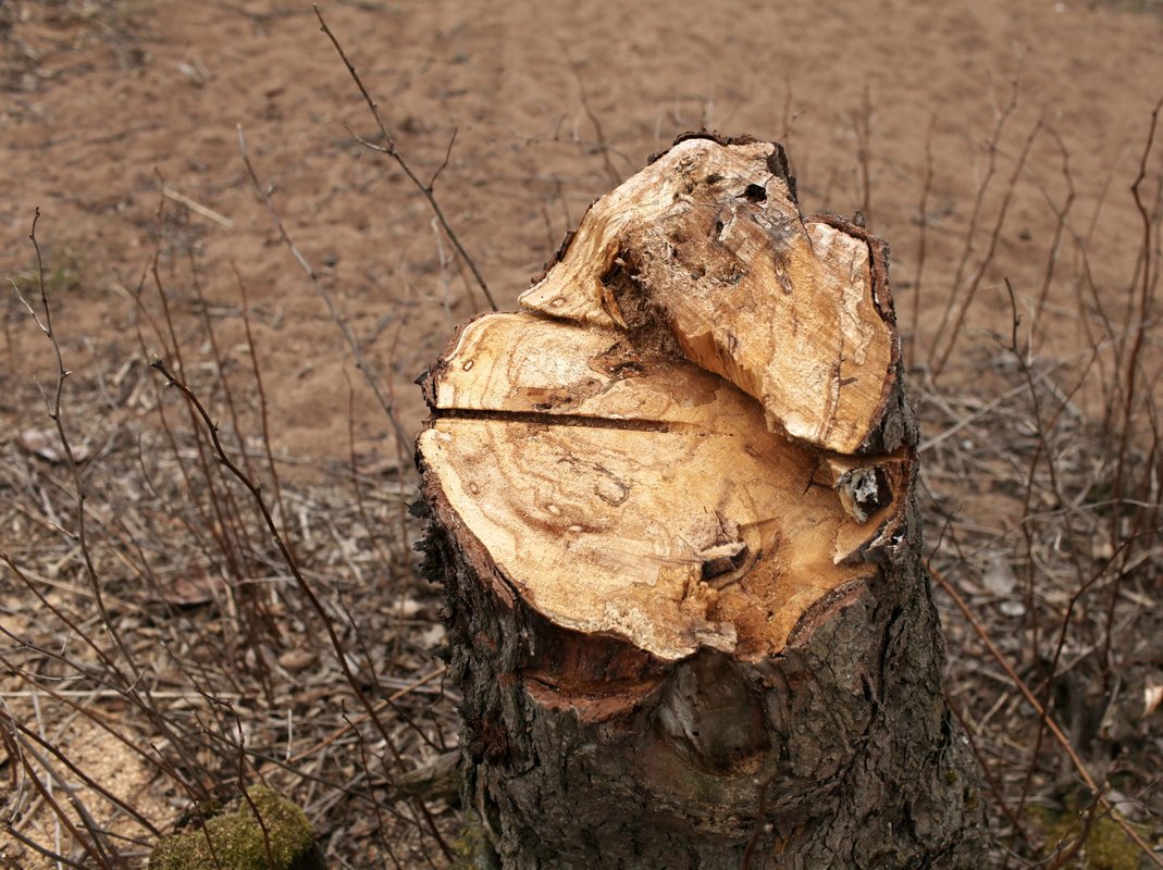 best tree trimming near me