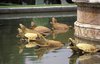 Latona Basin (fountain sculpture by Gaspar and Balthazar Marsy, 1667-1670), detail of lizards and turtles in lead