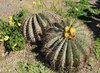 Desert Garden; Golden Barrel cactus (Echinopsis grusoni)