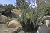 Desert Garden; cacti and agave varieties