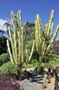 Desert Garden; cactus specimens