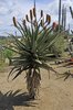 Desert Garden; Cape aloe or Bitter Aloe (Aloe ferox)