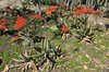 1935 (Old) Cactus Garden; aloe specimens