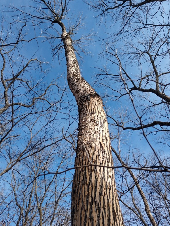 Tree-killing insect found in more Mid-Missouri counties - ABC17NEWS