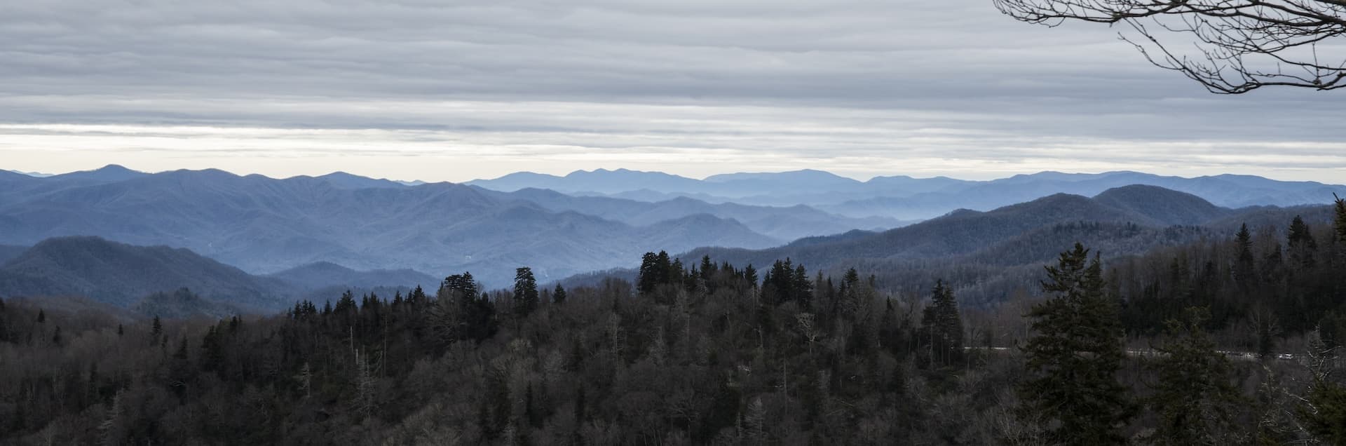 Mountain view of trees