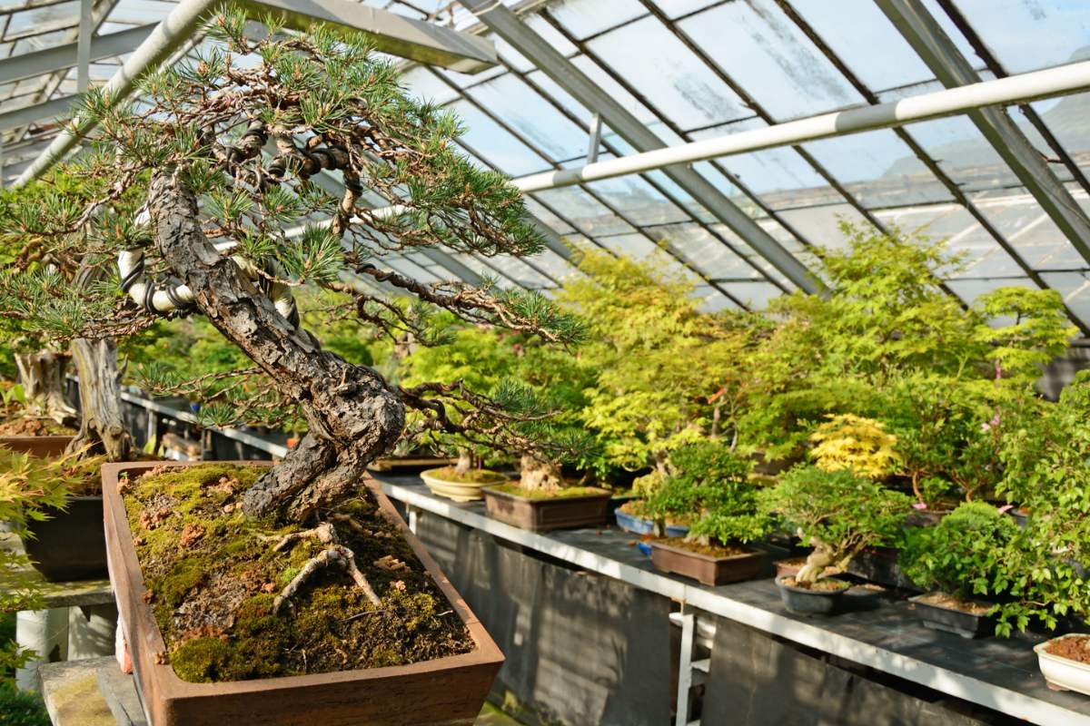 ﻿What is bonsai tree wiring?