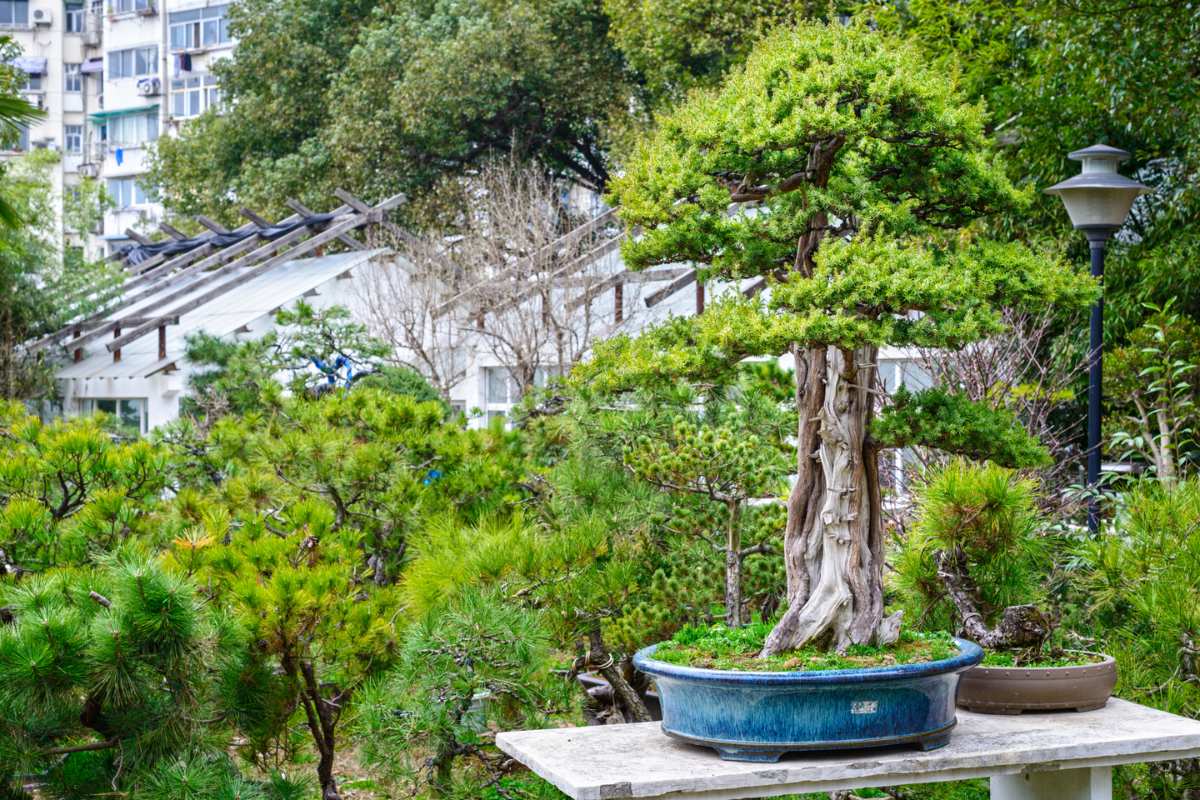 Bonsai Experts Reveal Best Soil and Fertilization Tips for Healthy and Vibrant Trees