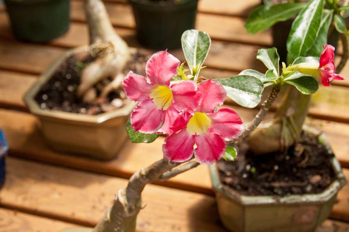 How do I prevent root rot in my bonsai tree?