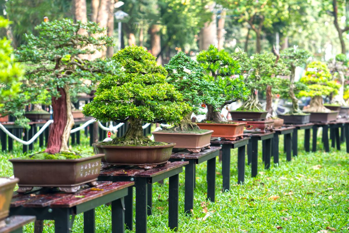 How do I prevent my bonsai tree from becoming pot-bound?