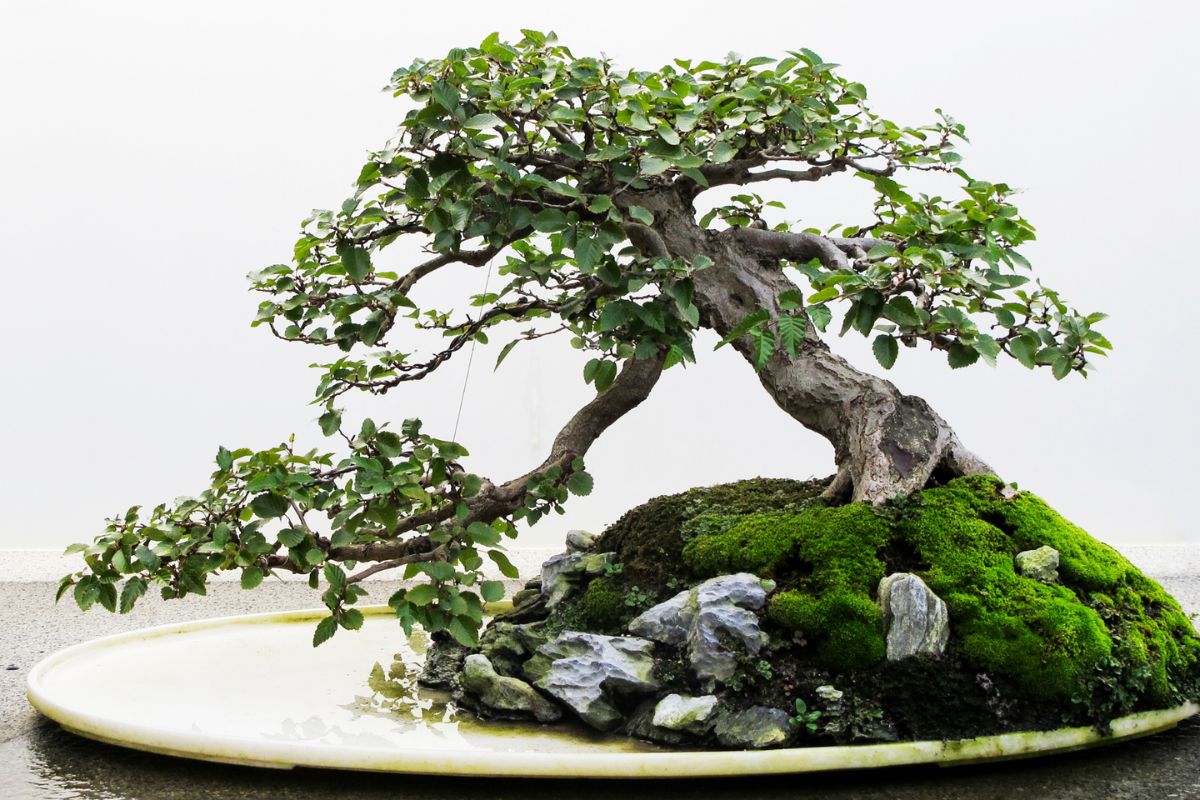 How do I prevent wind damage on my bonsai tree?