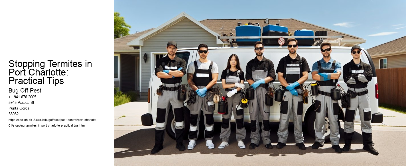 Stopping Termites in Port Charlotte: Practical Tips