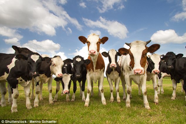 Image result for large group of cows