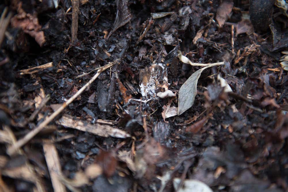 farm dirt compost