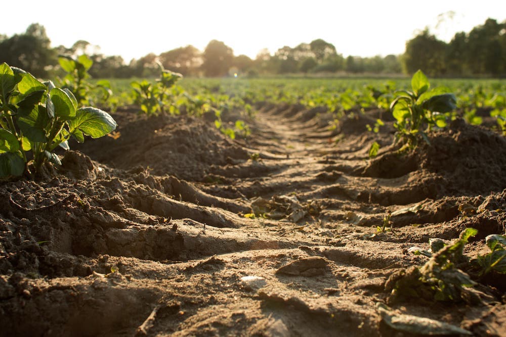 compost use in agriculture