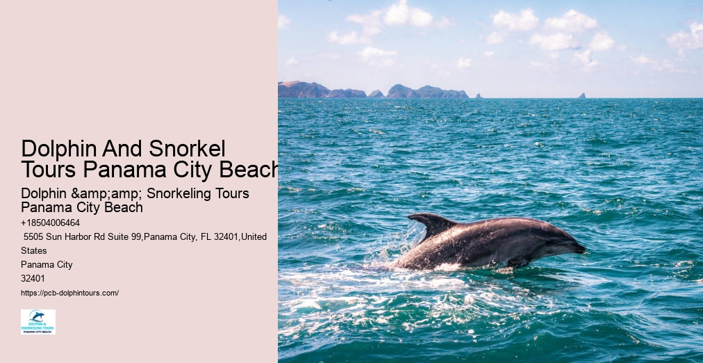 Shell Island Dolphin And Snorkeling Tour