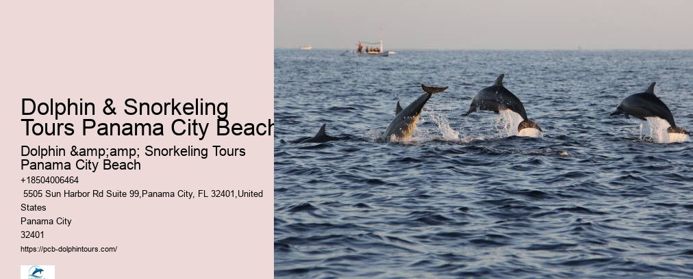 Dolphin Snorkeling Panama City Beach