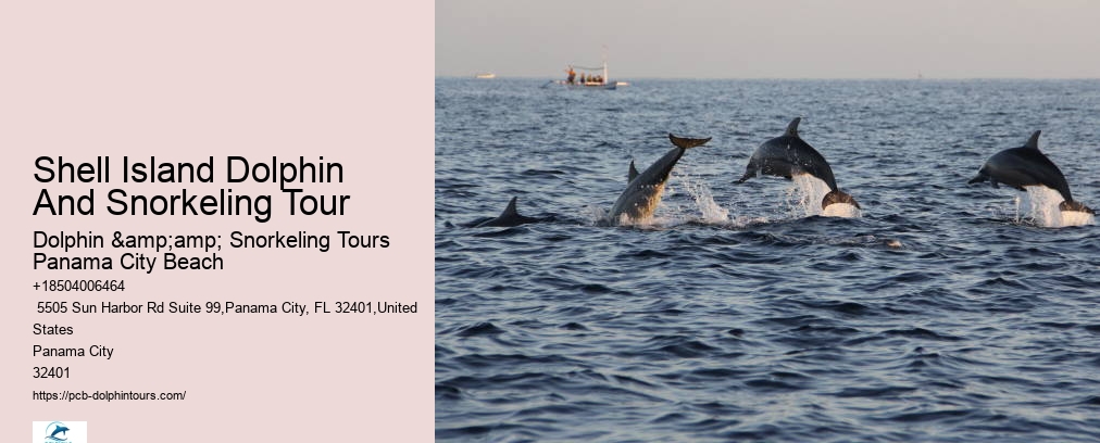 Shell Island Dolphin And Snorkeling Tour