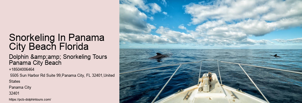 Panama City Beach Dolphin And Snorkeling Tours