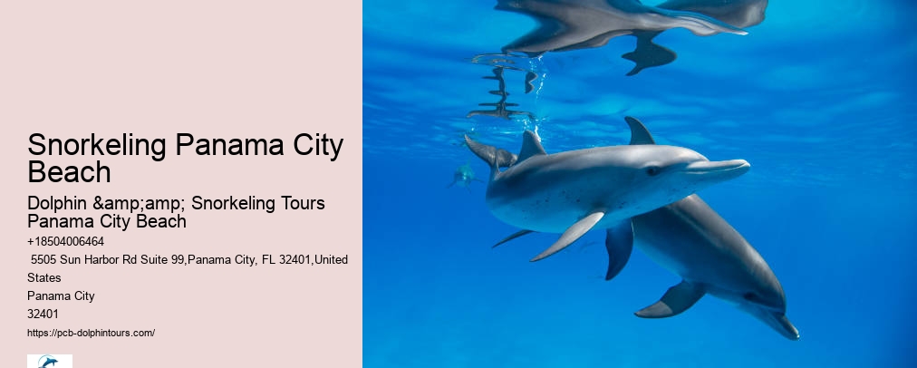 Panama City Beach Dolphin And Snorkeling Tours