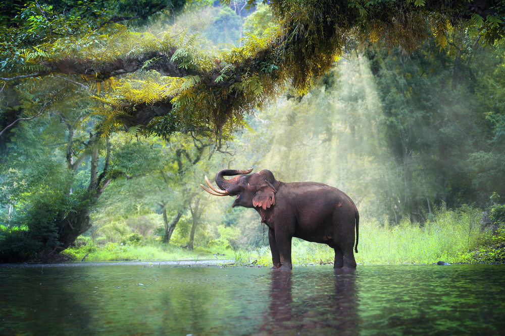 The World’s Most Endangered Animals and How You Can Help Them