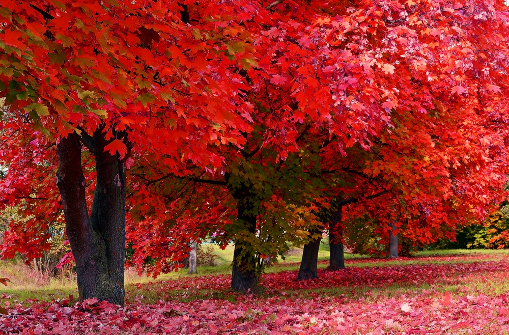 What are the Fastest Growing Trees?
